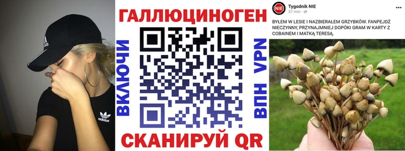 Галлюциногенные грибы Psilocybine cubensis  Раменское 